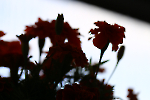 IMG_0560